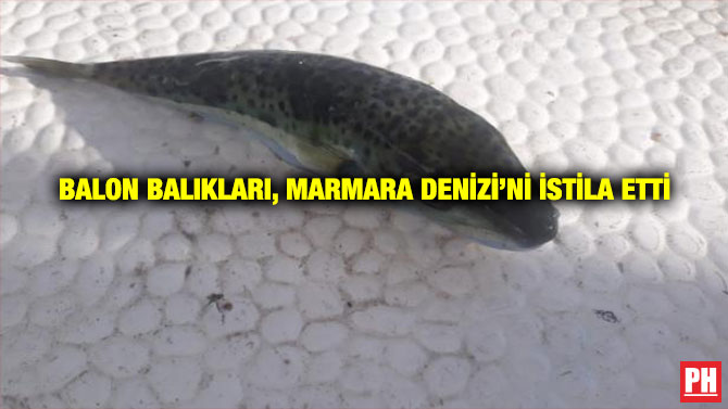 Balon balıkları, Marmara Denizi’ni İstila Etti