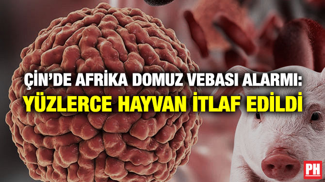 Çin’de Afrika Domuz Vebası Alarmı: Yüzlerce Hayvan İtlaf Edildi