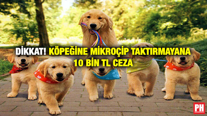 Dikkat! Köpeğine Mikroçip Taktırmayana 10 Bin TL Ceza