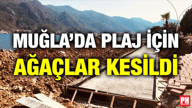 Muğla’da Plaj için Ağaçlar Kesildi