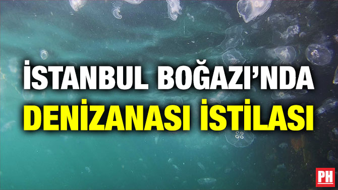 İstanbul Boğazı’nda Denizanası İstilası