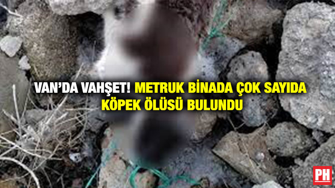 Van’da Vahşet! Metruk Binada Çok Sayıda Köpek Ölüsü Bulundu