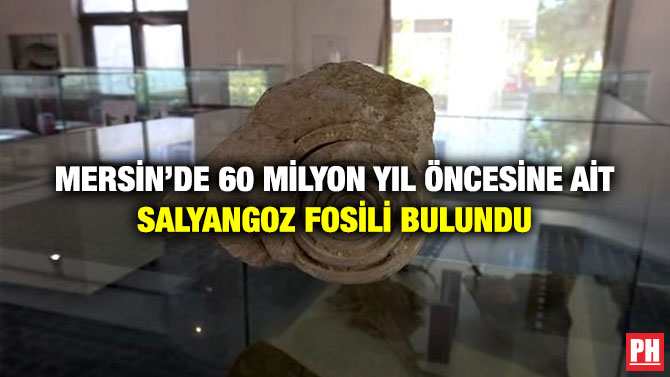 Mersin’de 60 Milyon Yıl Öncesine Ait Salyangoz Fosili Bulundu
