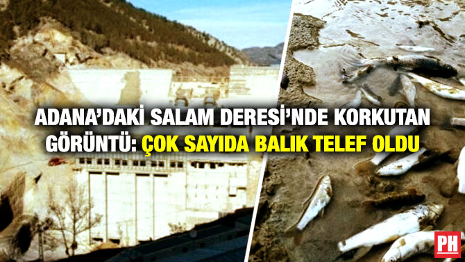 Adana’daki Salam Deresi’nde Korkutan Görüntü: Çok Sayıda Balık Telef Oldu
