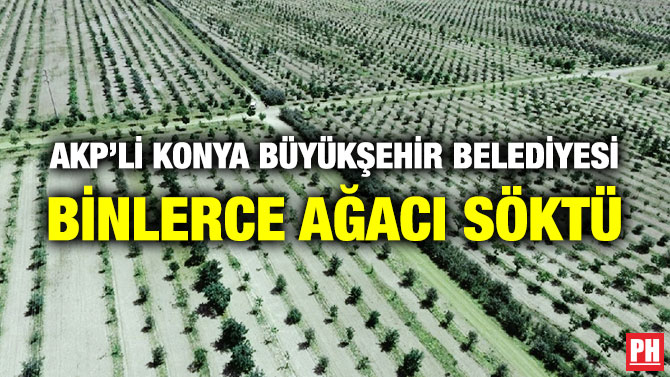 AKP’li Konya Büyükşehir Belediyesi Binlerce Ağacı Söktü