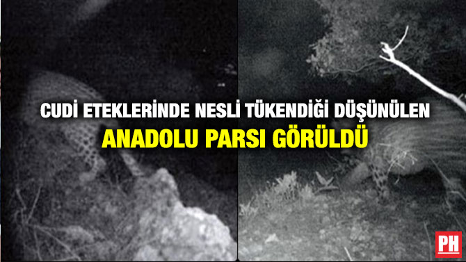 Cudi Eteklerinde Nesli Tükendiği Düşünülen Anadolu Parsı Görüldü