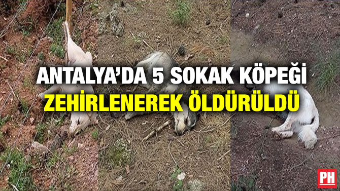 Antalya’da 5 Sokak Köpeği Zehirlenerek Öldürüldü