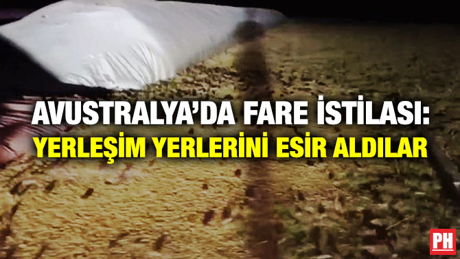 Avustralya’da Fare İstilası: Yerleşim Yerlerini Esir Aldılar