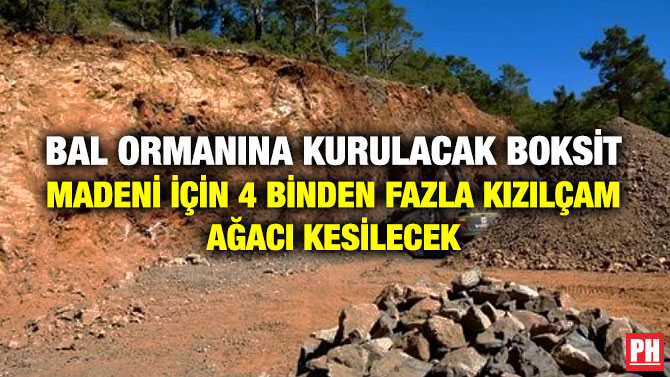 Bal Ormanına Kurulacak Boksit Madeni için 4 Binden Fazla Kızılçam Ağacı Kesilecek