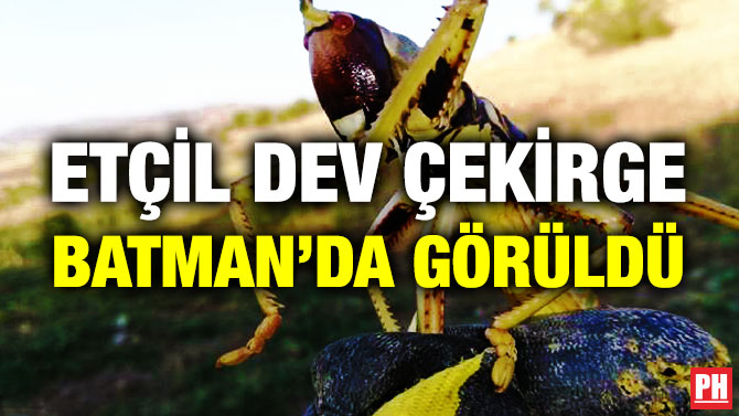 Etçil Dev Çekirge Batman’da Görüldü
