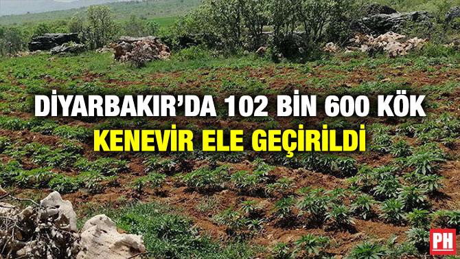 Diyarbakır’da 102 Bin 600 Kök Kenevir Ele Geçirildi