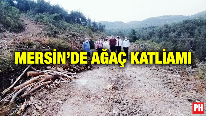 Mersin’de Ağaç Katliamı