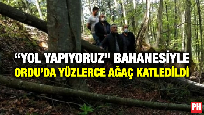 “Yol yapıyoruz” Bahanesiyle Ordu’da Yüzlerce Ağaç Katledildi