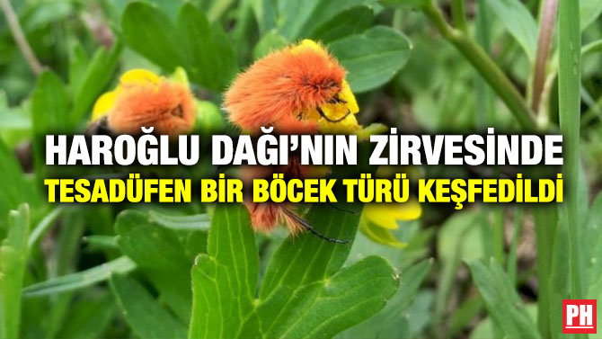 Haroğlu Dağı’nın Zirvesinde Tesadüfen Bir Böcek Türü Keşfedildi