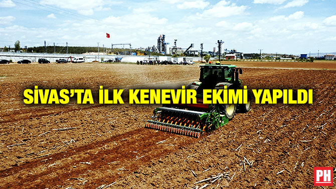 Sivas’ta İlk Kenevir Ekimi Yapıldı
