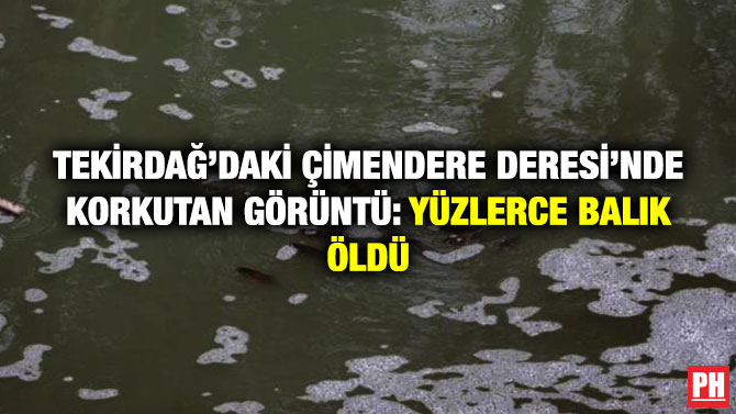 Tekirdağ’daki Çimendere Deresi’nde Korkutan Görüntü: Yüzlerce Balık Ölü Bulundu