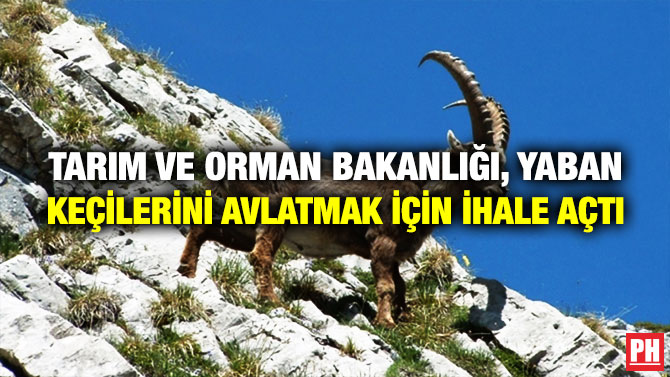 Tarım ve Orman Bakanlığı, Yaban Keçilerini Avlatmak için İhale Açtı