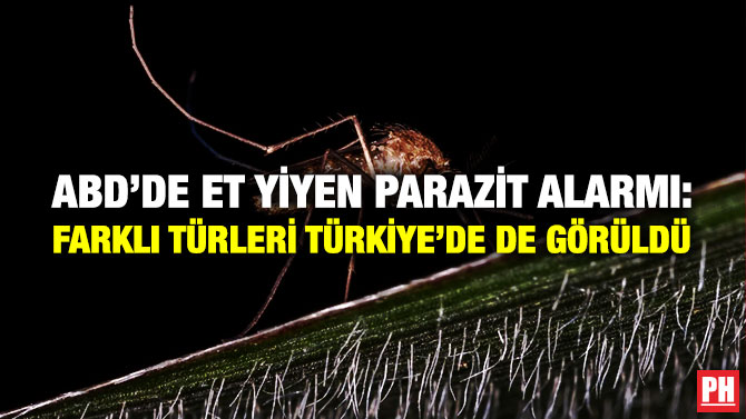 ABD’de Et Yiyen Parazit Alarmı: Farklı Türleri Türkiye’de de Görüldü