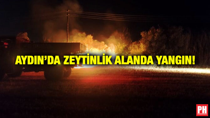 Aydın’da Zeytinlik Alanda Yangın!