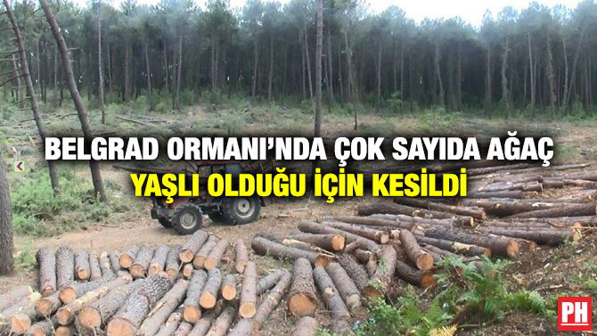 Belgrad Ormanı’nda Çok Sayıda Ağaç Yaşlı Olduğu İçin Kesildi