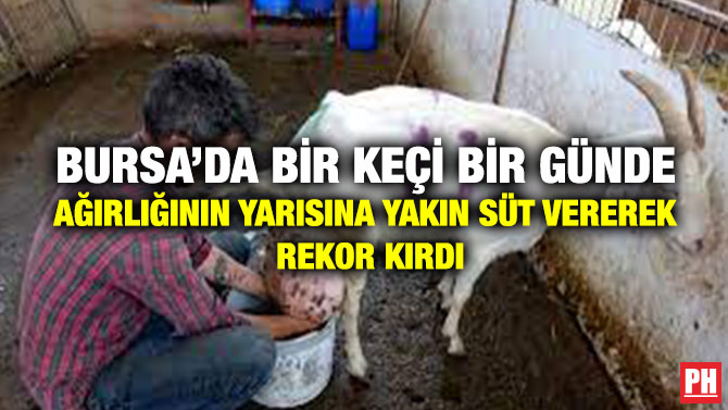 Bursa’da Bir Keçi Bir Günde Ağırlığının Yarısına Yakın Süt Vererek Rekor Kırdı