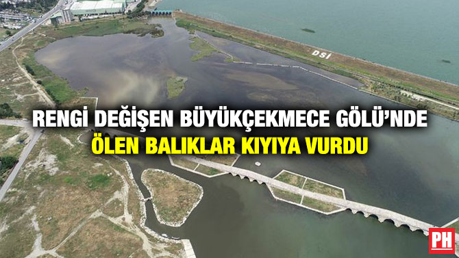 Rengi Değişen Büyükçekmece Gölü’nde Ölen Balıklar Kıyıya Vurdu