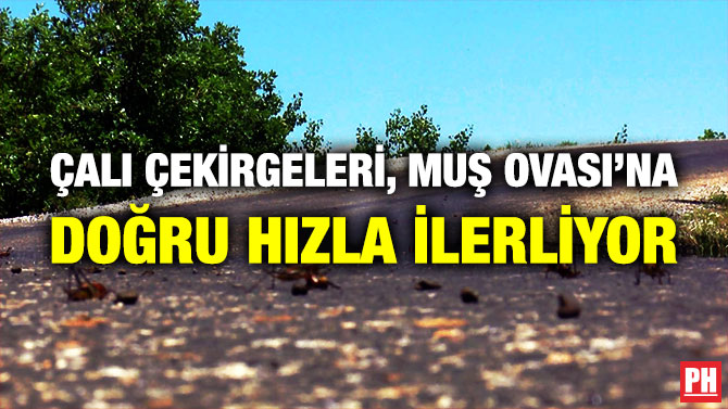 Çalı Çekirgeleri, Muş Ovası’na Doğru Hızla İlerliyor
