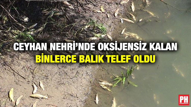 Ceyhan Nehri’nde Oksijensiz Kalan Binlerce Balık Telef Oldu