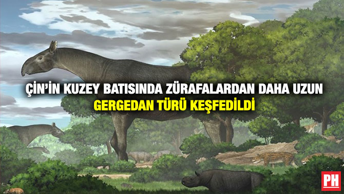 Çin’in Kuzey Batısında Zürafalardan Daha Uzun Gergedan Türü Keşfedildi