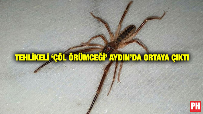 Tehlikeli ‘Çöl Örümceği’ Aydın’da Ortaya Çıktı