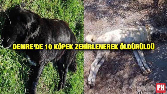 Demre’de 10 Köpek Zehirlenerek Öldürüldü