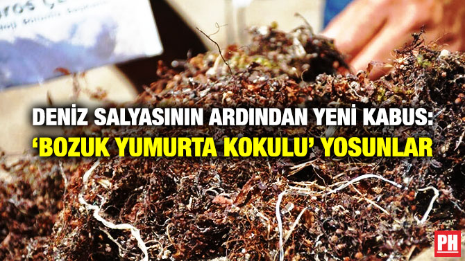 Deniz Salyasının Ardından Yeni Kabus: ‘Bozuk Yumurta Kokulu’ Yosunlar
