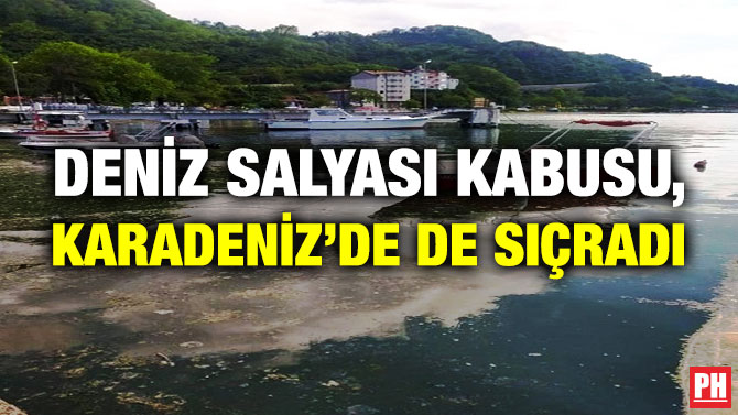 Deniz Salyası Kabusu, Karadeniz’de de Sıçradı