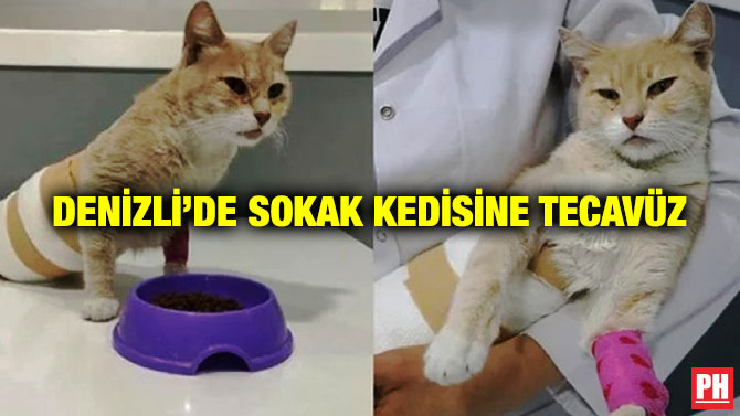 Denizli’de Sokak Kedisine Tecavüz