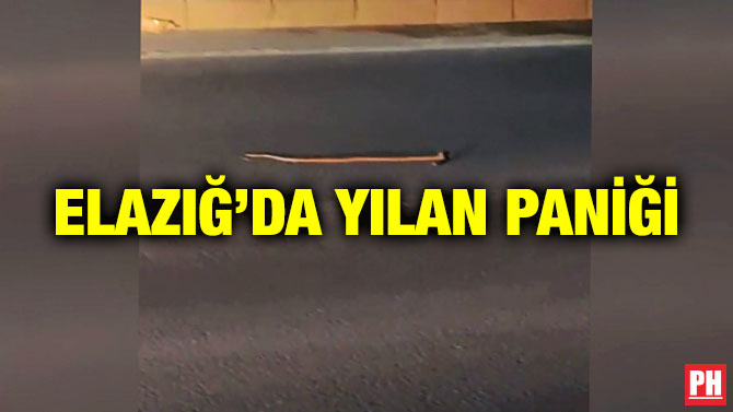Elazığ’da Yılan Paniği