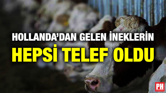 Hollanda’dan Gelen İneklerin Hepsi Telef Oldu