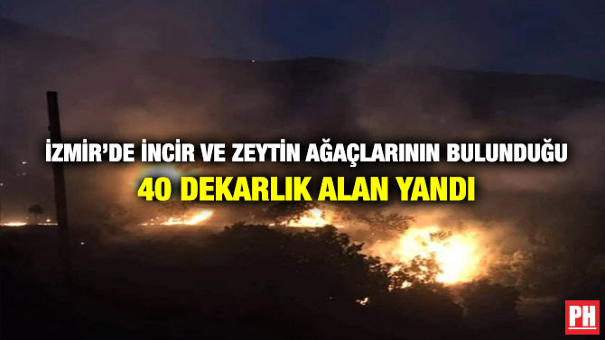 İzmir’de İncir ve Zeytin Ağaçlarının Bulunduğu 40 Dekarlık Alan Yandı