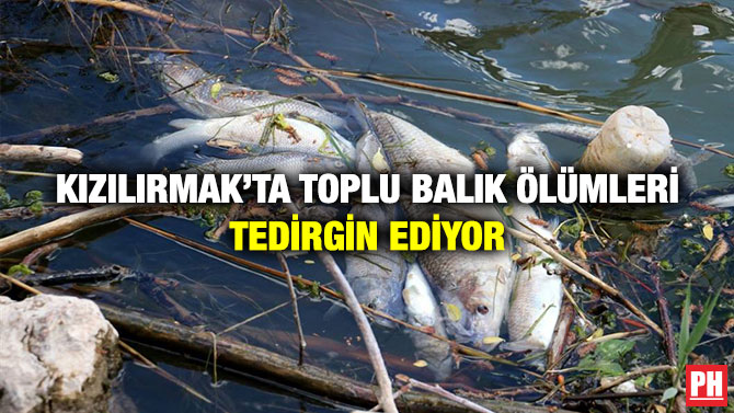 Kızılırmak’ta Toplu Balık Ölümleri Tedirgin Ediyor
