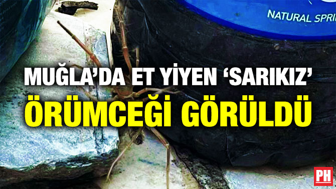 Muğla’da Et Yiyen ‘Sarıkız’ Örümceği Görüldü