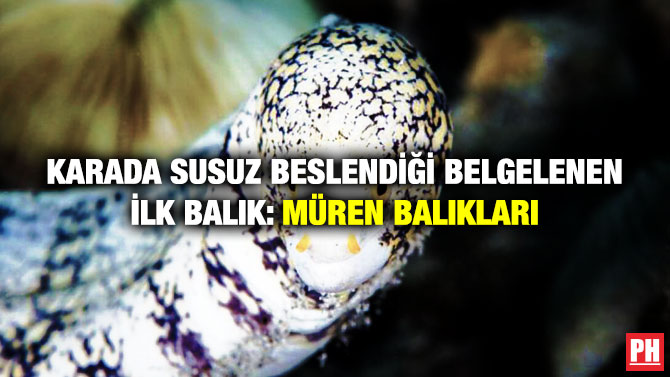 Karada Susuz Beslendiği Belgelenen İlk Balık: Müren Balıkları