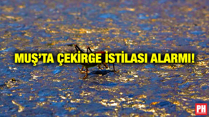Muş’ta Çekirge İstilası Alarmı!