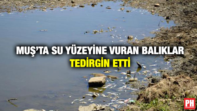 Muş’ta Su Yüzeyine Vuran Balıklar Tedirgin Etti