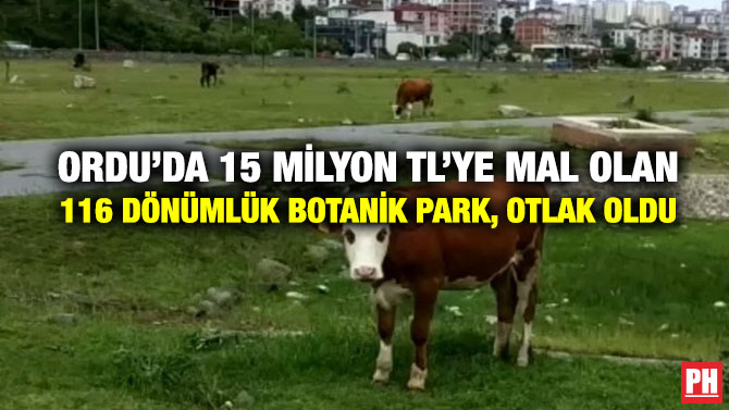 Ordu’da 15 Milyon TL’ye Mal Olan 116 Dönümlük Botanik Park, Otlak Oldu