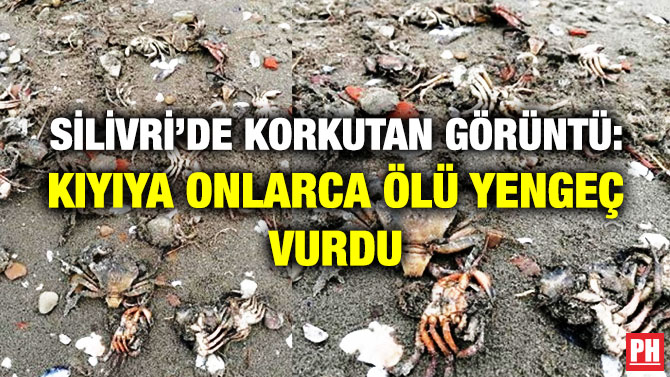 Silivri’de Korkutan Görüntü: Kıyıya Onlarca Ölü Yengeç Vurdu