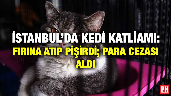 İstanbul’da Kedi Katliamı: Fırına Atıp Pişirdi; Para Cezası Aldı