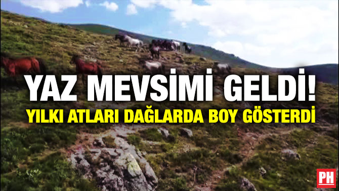 Yaz Mevsimi Geldi! Yılkı Atları Dağlarda Boy Gösterdi