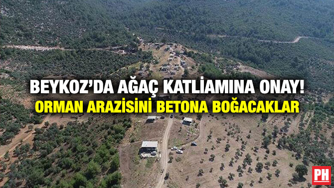 Beykoz’da Ağaç Katliamına Onay! Orman Arazisini Betona Boğacaklar