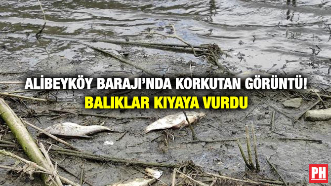 Alibeyköy Barajı’nda Korkutan Görüntü! Balıklar Kıyaya Vurdu