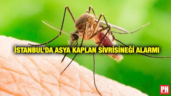 İstanbul’da Asya Kaplan Sivrisineği Alarmı
