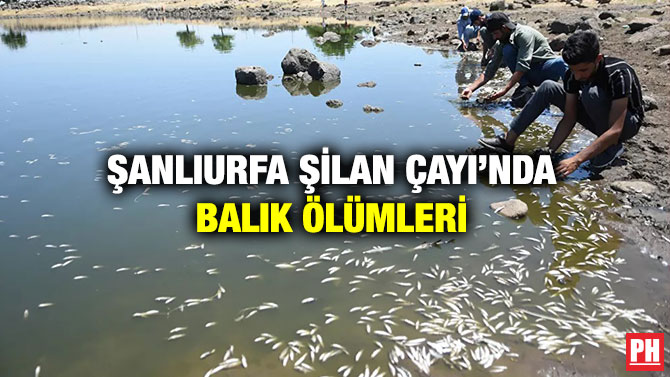 Şanlıurfa Şilan Çayı’nda Balık Ölümleri